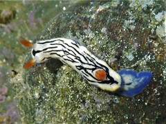 Hypselodoris maritima