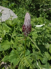 Pedicularis atropurpurea