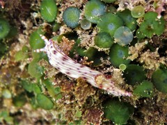 Hypselodoris maculosa