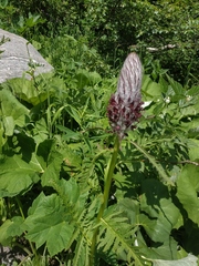 Pedicularis atropurpurea