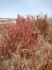 Salicornia meyeriana