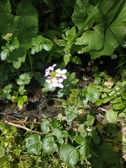 Cardamine raphanifolia acris