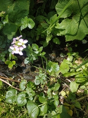 Cardamine raphanifolia acris