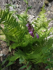 Hedysarum caucasicum