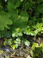 Cardamine raphanifolia acris