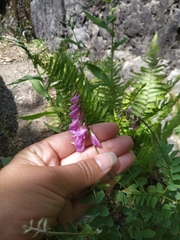 Hedysarum caucasicum