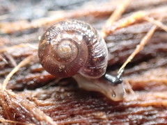 Stenacapha hamiltoni