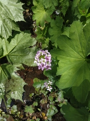 Cardamine raphanifolia acris