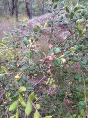 Grevillea mucronulata