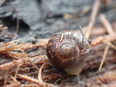 Stenacapha hamiltoni