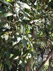 Ficus fraseri