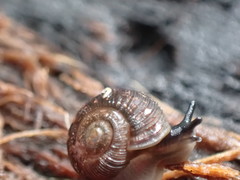 Stenacapha hamiltoni