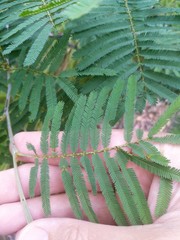 Acacia parvipinnula
