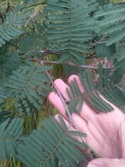 Acacia parvipinnula