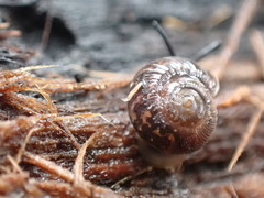 Stenacapha hamiltoni