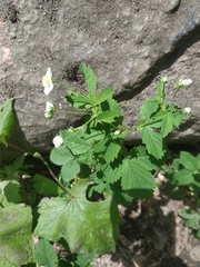 Potentilla elatior