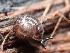 Stenacapha hamiltoni