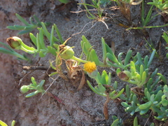 Jaumea linearifolia