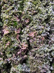 Erythricium aurantiacum