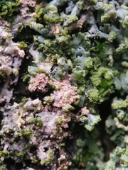 Erythricium aurantiacum