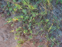 Jaumea linearifolia
