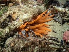 Epiactis australiensis