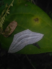 Acropteris striataria