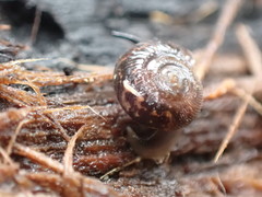 Stenacapha hamiltoni