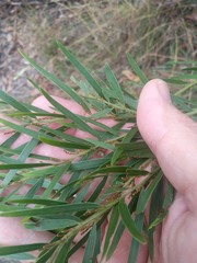 Acacia fimbriata