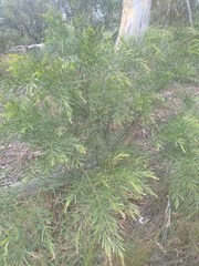 Acacia fimbriata