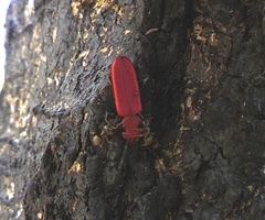 Cucujus haematodes