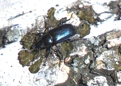 Platycerus caprea