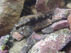 Asterropteryx semipunctata