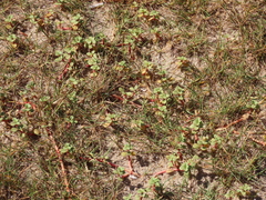 Blutaparon portulacoides