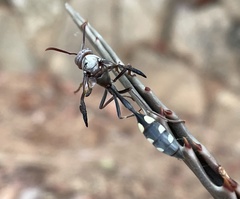 Belonogaster facialis