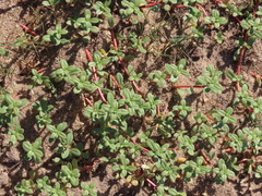 Blutaparon portulacoides