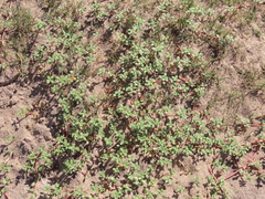 Blutaparon portulacoides