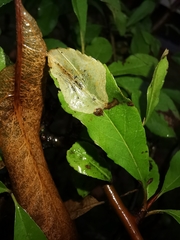 Phyllonorycter leucographella