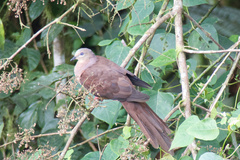 Macropygia amboinensis