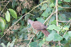 Macropygia amboinensis