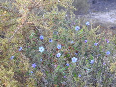 Glandora prostrata lusitanica
