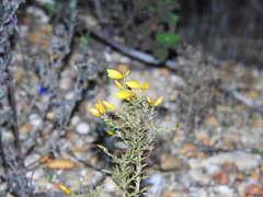 Ulex argenteus subsericeus
