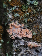 Erythricium aurantiacum