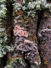 Erythricium aurantiacum
