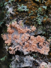 Erythricium aurantiacum