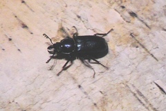 Platycerus caprea