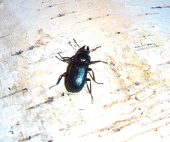 Platycerus caprea