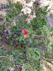 Indigofera stricta