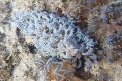 Phyllodesmium crypticum