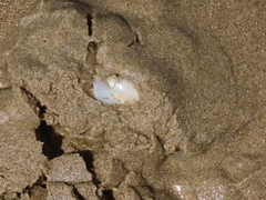 Olivancillaria